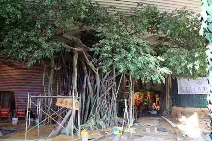 仿真榕樹批發(fā)市場怎么樣？仿真榕樹的發(fā)展前景如何？