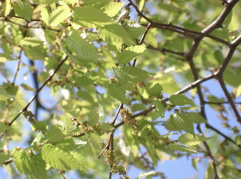 仿真樹(shù)廠家北京圣園工程推薦6種沿街道和人行道種植的佳樹(shù)木