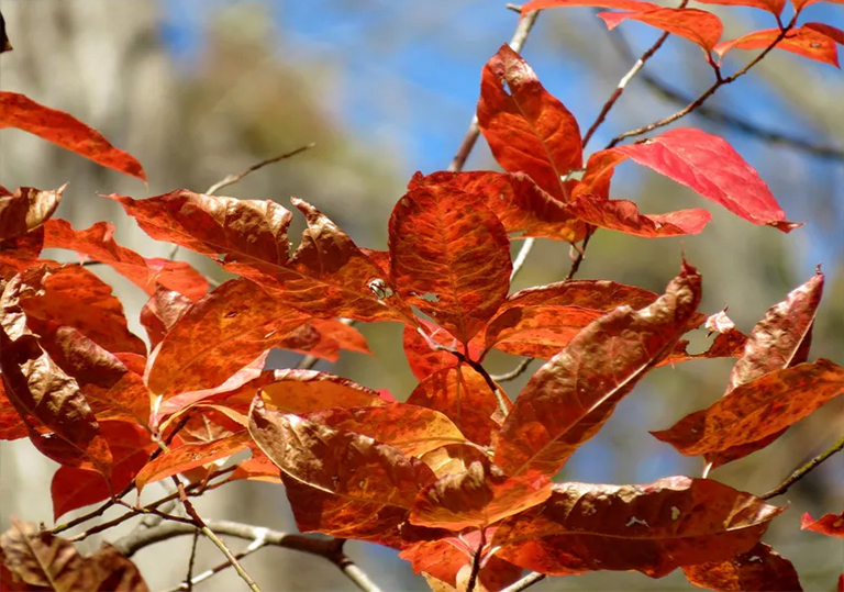 仿真樹酸模樹／Oxydendrum arboreum原生樹的基本生長(zhǎng)情況