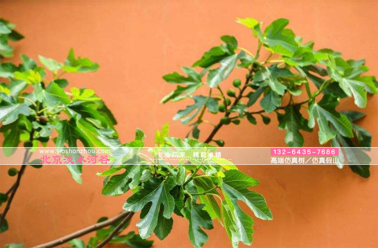 有史以來(lái)人類早種植的植物之一無(wú)花果樹景觀樹仿真樹無(wú)花果樹