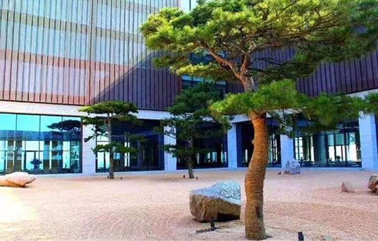 5張高仿真松樹讓您體驗(yàn)匠人精神