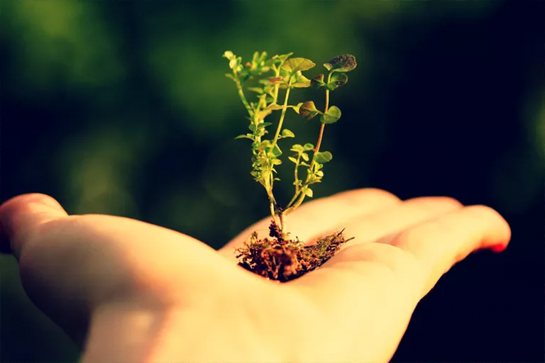 在北京廠家了解人類與植物關系的悠久歷史