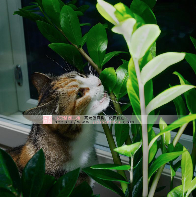 為什么有些貓會(huì)吃室內(nèi)布置的裝飾植物？