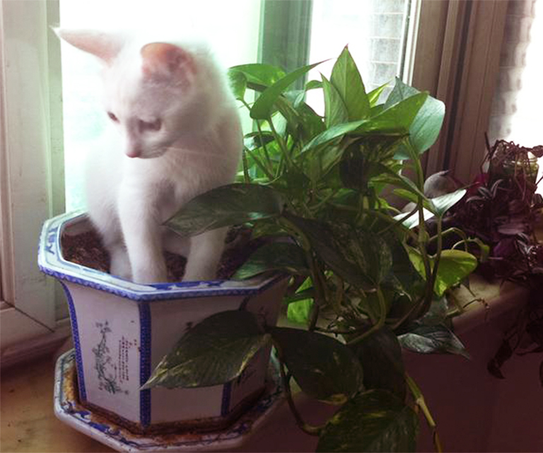 人工仿真樹(shù)廠(chǎng)家北京圣園告訴你哪些室內(nèi)植物對(duì)寵物有毒(上)