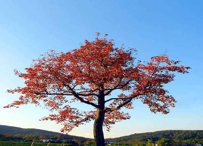 仿真紅楓樹(shù)
