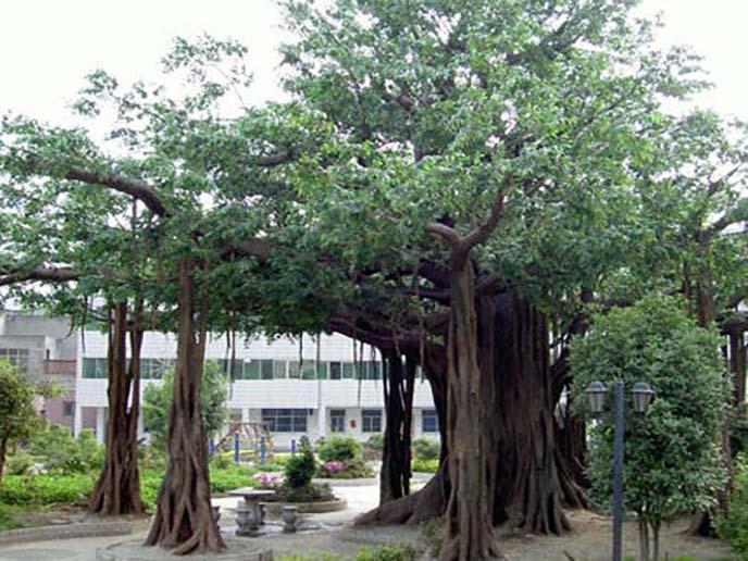 仿真榕樹(shù)制作