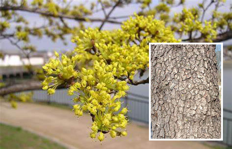 開(kāi)花山茱wood樹(shù)皮
