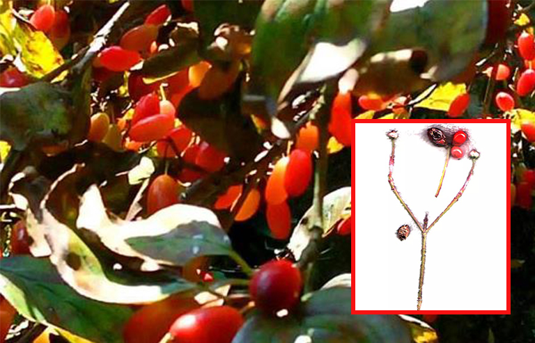 開(kāi)花山茱wood樹(shù)枝