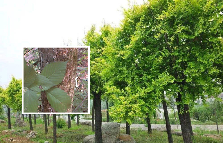 榆樹(shù)皮與夏葉