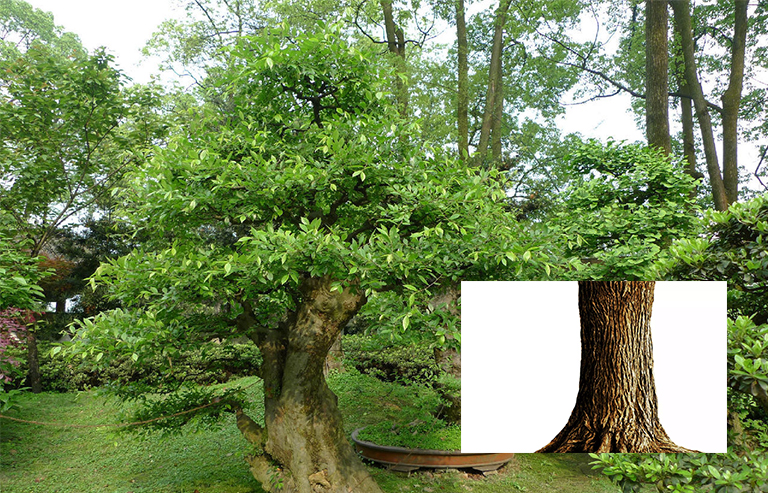 美國(guó)榆樹(shù)樹(shù)干和樹(shù)皮