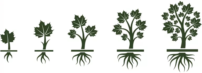 樹形結(jié)構
