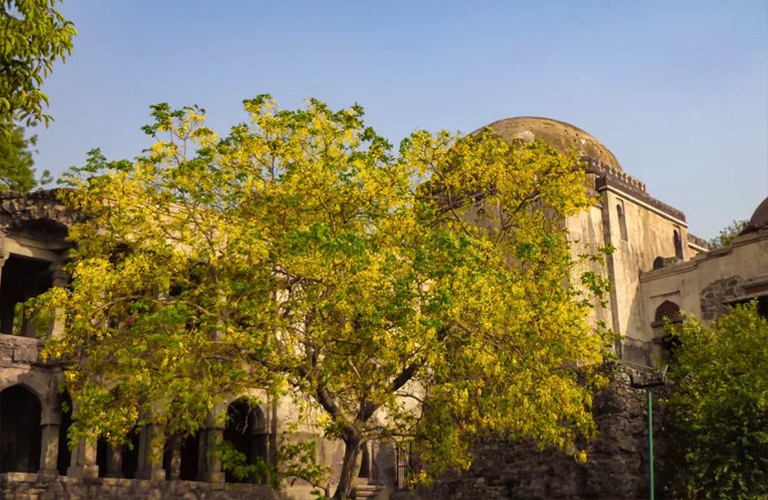 欒樹(shù).jpg 欒樹(shù)