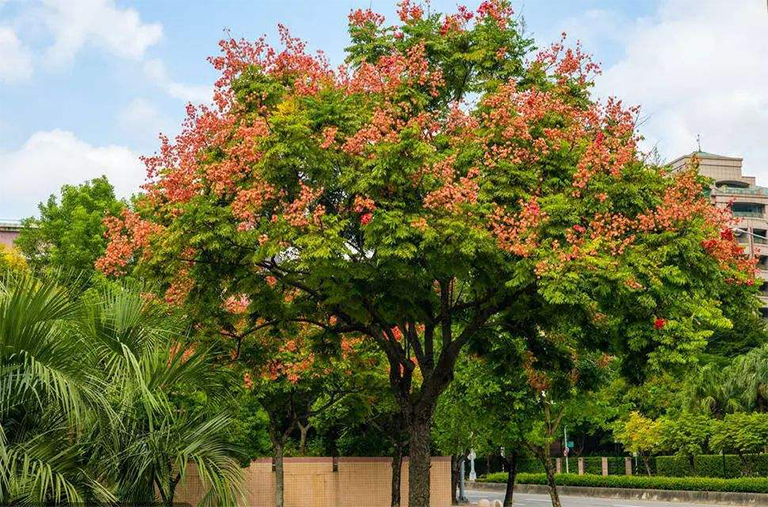 欒樹(shù).jpg 欒樹(shù)