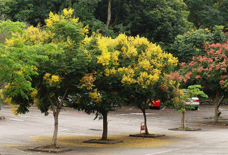 欒樹(shù).jpg 欒樹(shù)