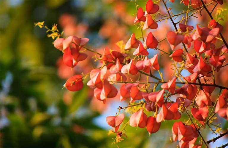 欒樹(shù).jpg 欒樹(shù)