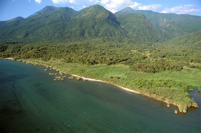 混交林，黑猩猩棲息地。 東岸，坦any尼喀湖，坦桑尼亞馬哈萊山脈國家公園