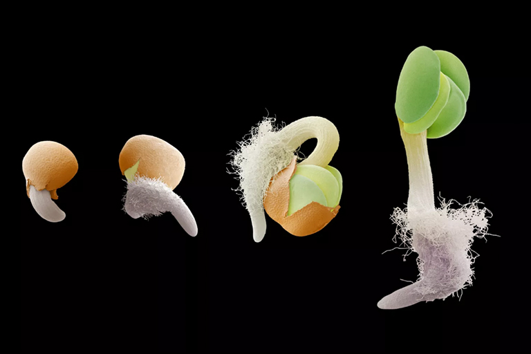 發(fā)芽種子.jpg 發(fā)芽種子