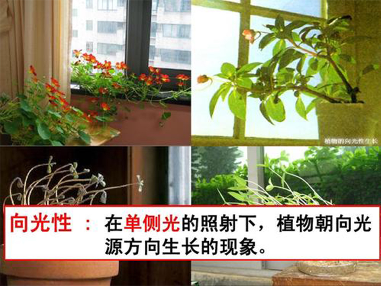 植物向光性.jpg 植物向光性